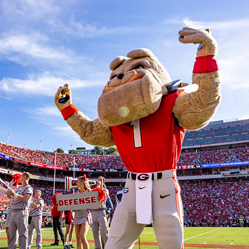 Hairy Dawg performing on the field at Sanford Stadium during Homecoming.